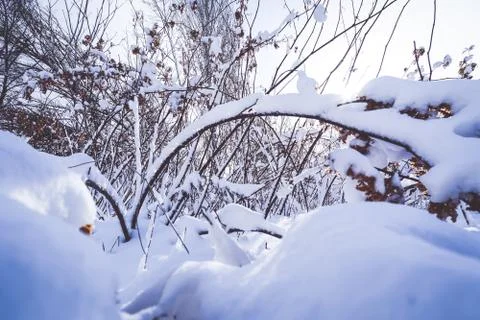 Branches is full of snow Stock Photos