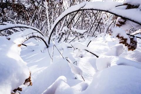 Branches is full of snow Foto stock