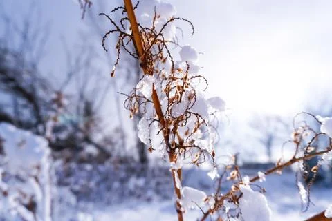 Branches is full of snow Stock Photos