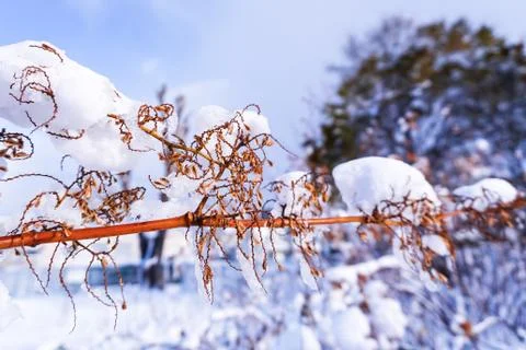 Branches is full of snow Stock Photos