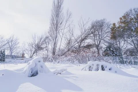 Branches is full of snow Stock Photos
