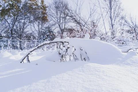 Branches is full of snow Stock Photos