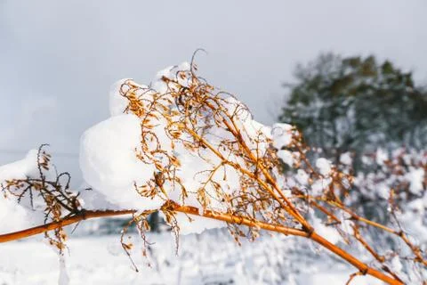 Branches is full of snow Stock Photos