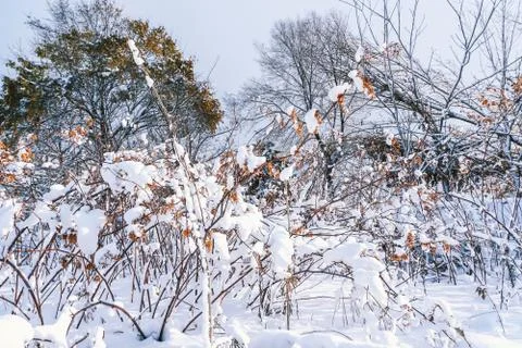 Branches is full of snow Stock Photos