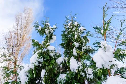 Branches is full of snow Stock Photos