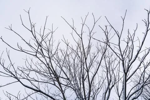Branches is full of snow Stock Photos