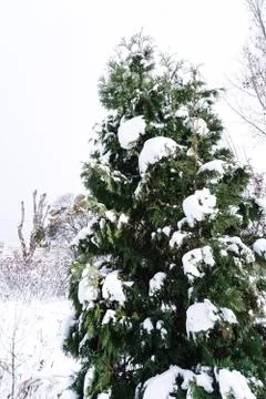Branches is full of snow Stock Photos