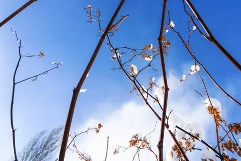 Branches is full of snow Stock Photos