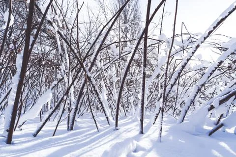 Branches is full of snow Stock Photos