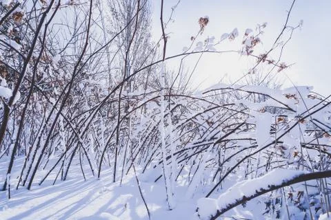 Branches is full of snow Foto stock