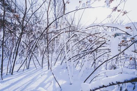 Branches is full of snow Foto stock