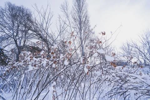 Branches is full of snow Stock Photos