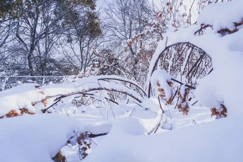 Branches is full of snow Stock Photos
