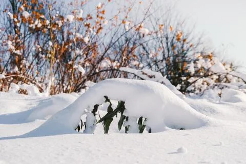 Branches is full of snow Stock Photos