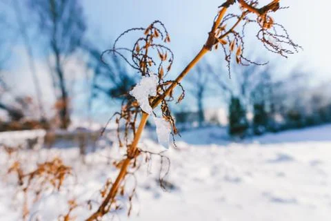Branches is full of snow Stock Photos
