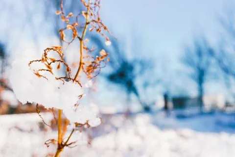 Branches is full of snow Stock Photos