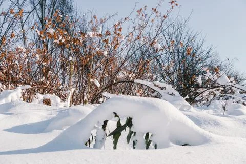 Branches is full of snow Stock Photos
