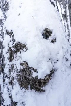Branches is full of snow Foto stock