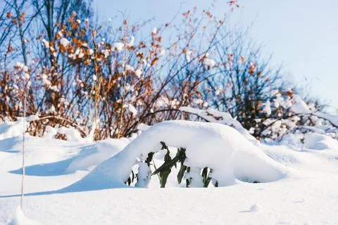 Branches is full of snow Stock Photos