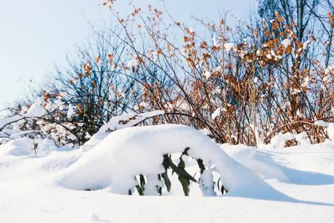 Branches is full of snow Stock Photos