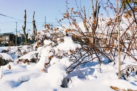 Branches is full of snow Foto stock