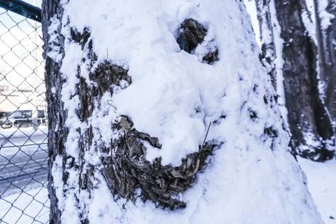 Branches is full of snow Foto stock