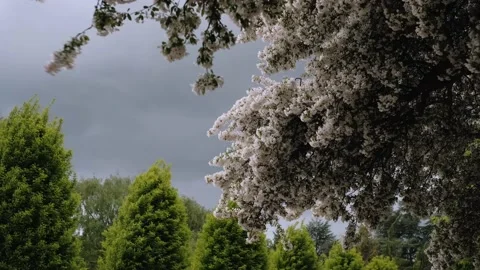 Branches full of white flowers Stock Footage 154527057