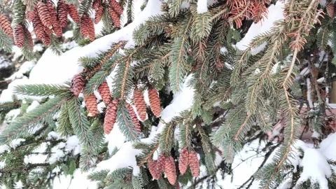 Branches of a fur tree with cones, covered with snow. Winter. Stock Footage 168146762