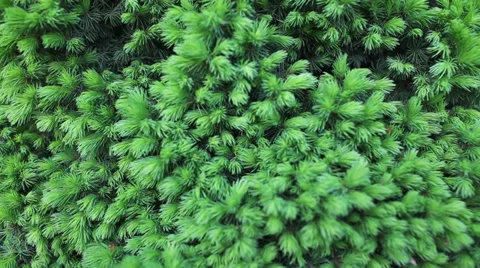 Branches of a fur-tree Stock Footage 38566336