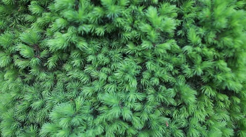 Branches of a fur-tree Stock Footage 39725549