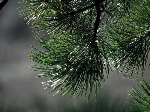 Branches of a fur tree Stock Photos