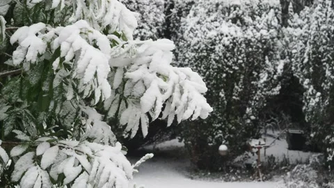 Branches In A Garden, Covered In A Thick Layer Of Fresh White Snow, London, UK. Stock Footage 225458011