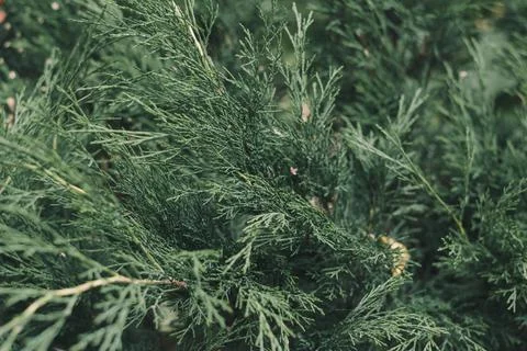 Branches of a garden evergreen close up, selective focus Stock Photos