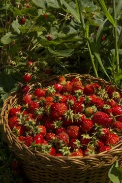 Branches of a garden raspberry with berries over a barrel with rain water Stock Photos