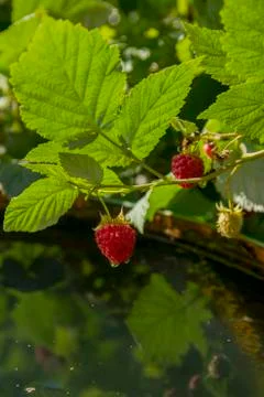 Branches of a garden raspberry Stock Photos