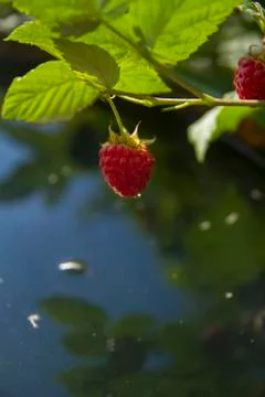 Branches of a garden raspberry Stock Photos