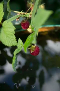 Branches of a garden raspberry Foto stock