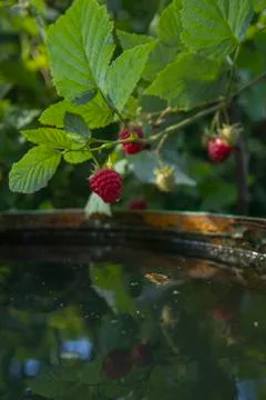 Branches of a garden raspberry Stock Photos