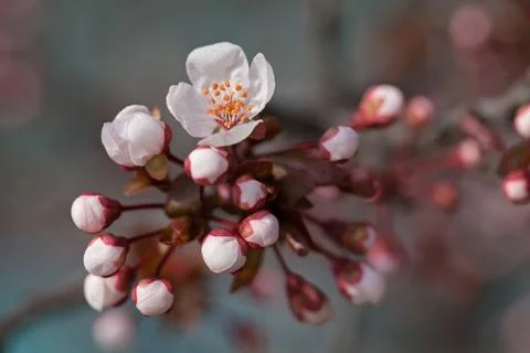 Branches with gentle buds Free Stock Photos