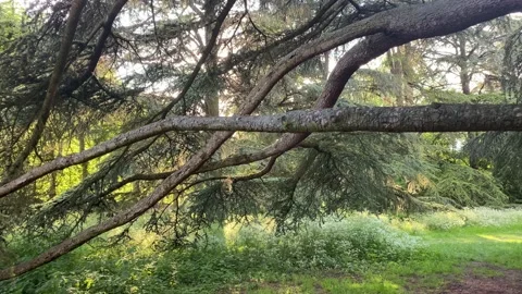 Branches of a giant pine tree in the park Stock Footage 172365530