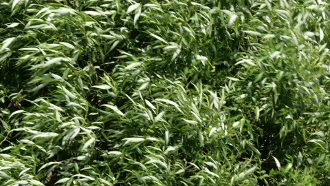 The branches of a globular willow sway in the wind. Stock Footage 131789788