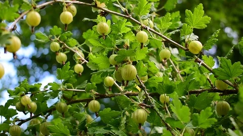Branches with gooseberries Stock Footage 116887193