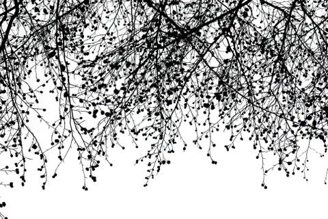Branches gradient Stock Photos