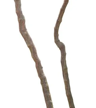Branches of grape vine isolated on white background with clipping path. Stock Photos
