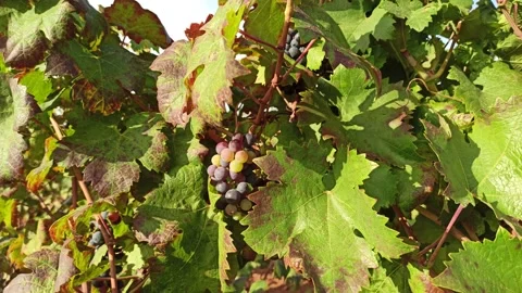 Branches of grapes in the rows in vineyard. Viticulture in Puglia, Italy Stock Footage 141668810