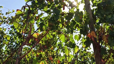 Branches of grapes in the rows in vineyard. Viticulture in Puglia, Italy Stock Footage 141669229