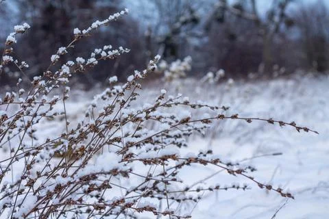 Branches of grass under the snow Stock Photos