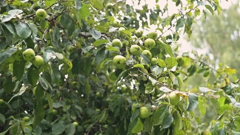 Branches of a green apple tree sway gently in the wind, displaying clusters of 動画素材 344667747