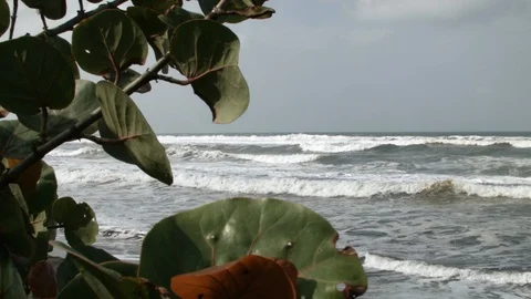 Branches from green bush blocking view of seashore, Tortuguero, Costa Rica Stock Footage 141248815
