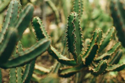 Branches of green cactus Stock Photos